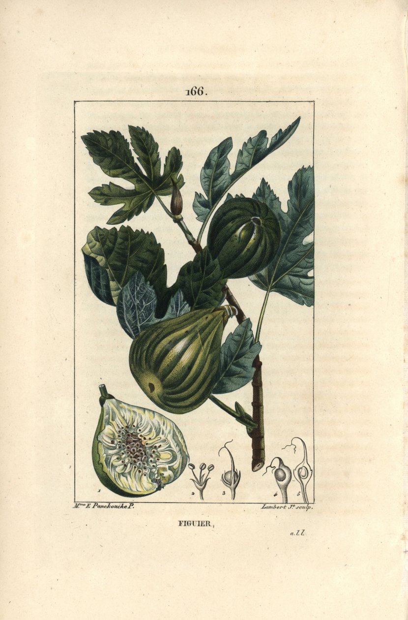 Botanische plaat: vijgenboomtak met vijgen door Ernestine Panckoucke