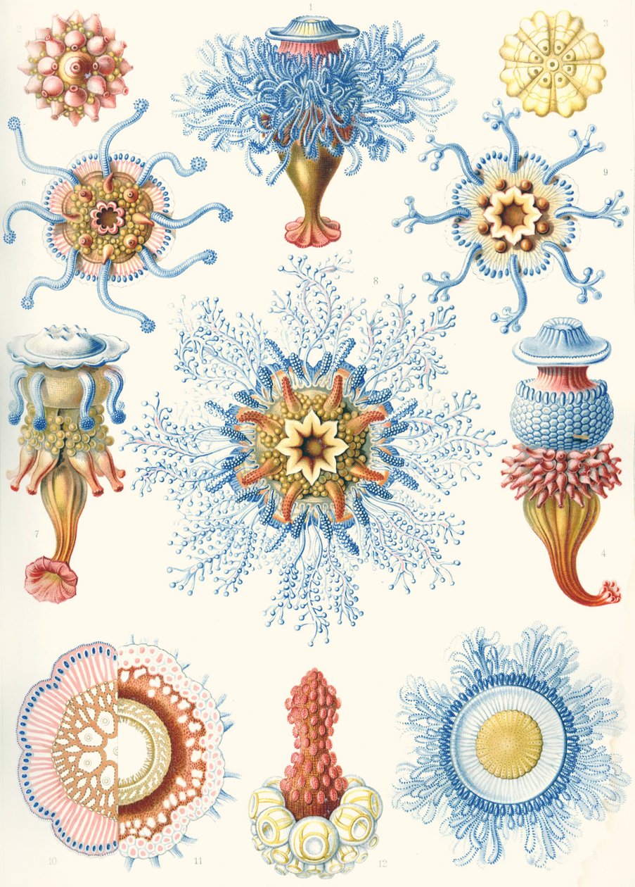 Voorbeelden van Siphonophorae uit 