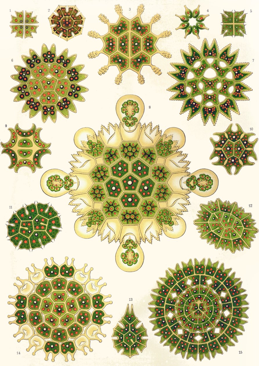 Variëteiten van Pediastrum uit 