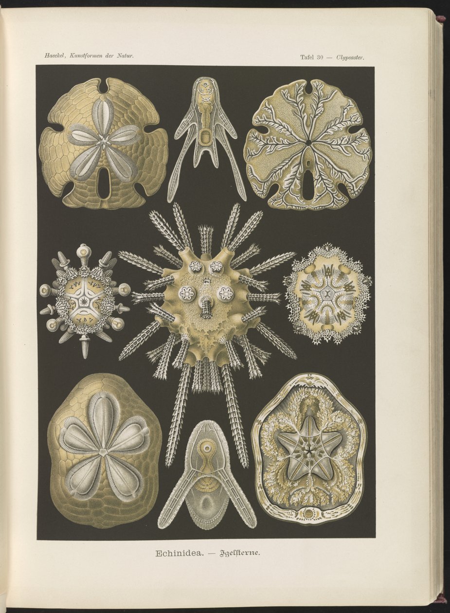 Echinidea: zee-egels en zanddollars door Ernst Haeckel