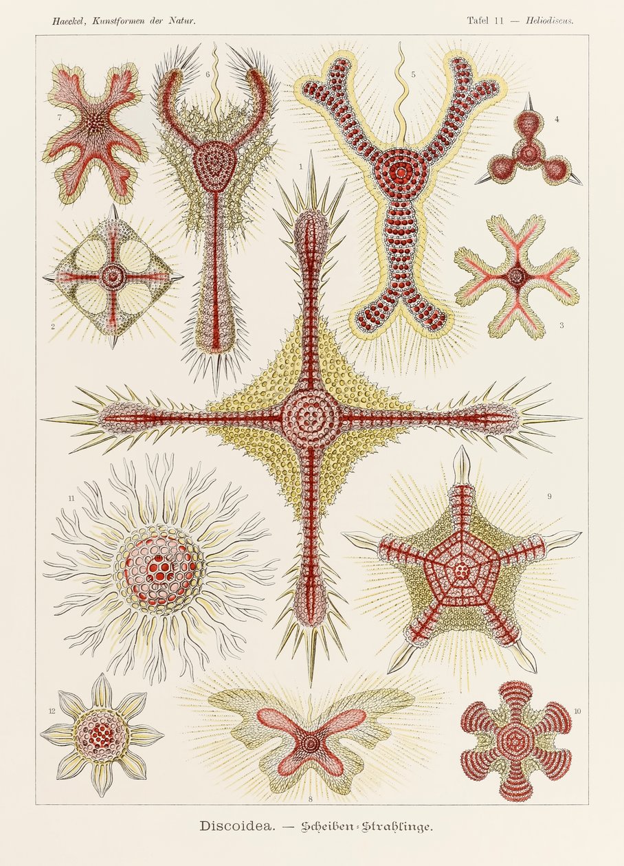 Heliodiscus Discoidea, plaat 11 uit 