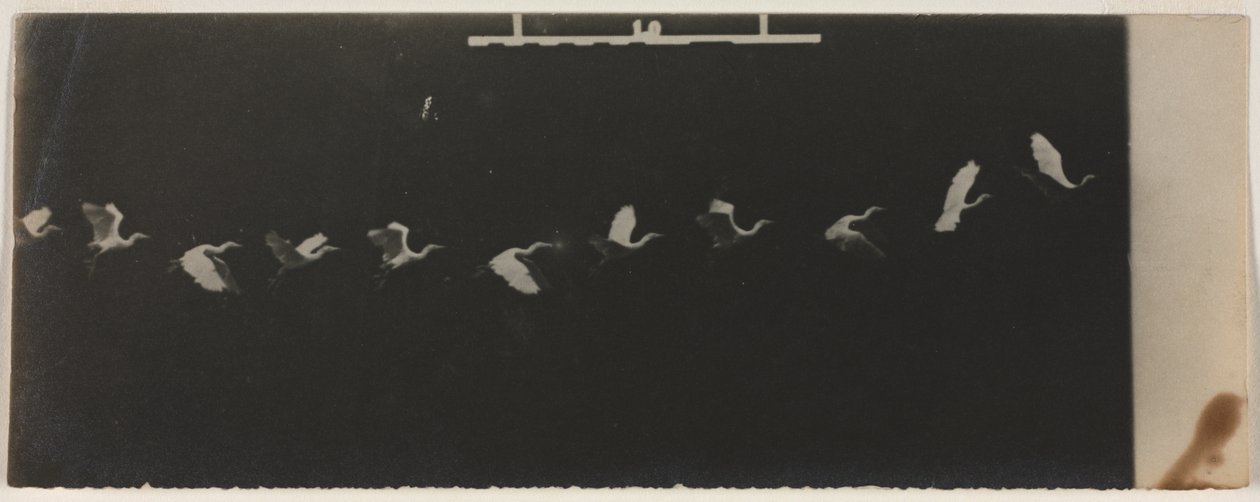 Chronofotografie van een Vliegende Reiger door Etienne Jules Marey