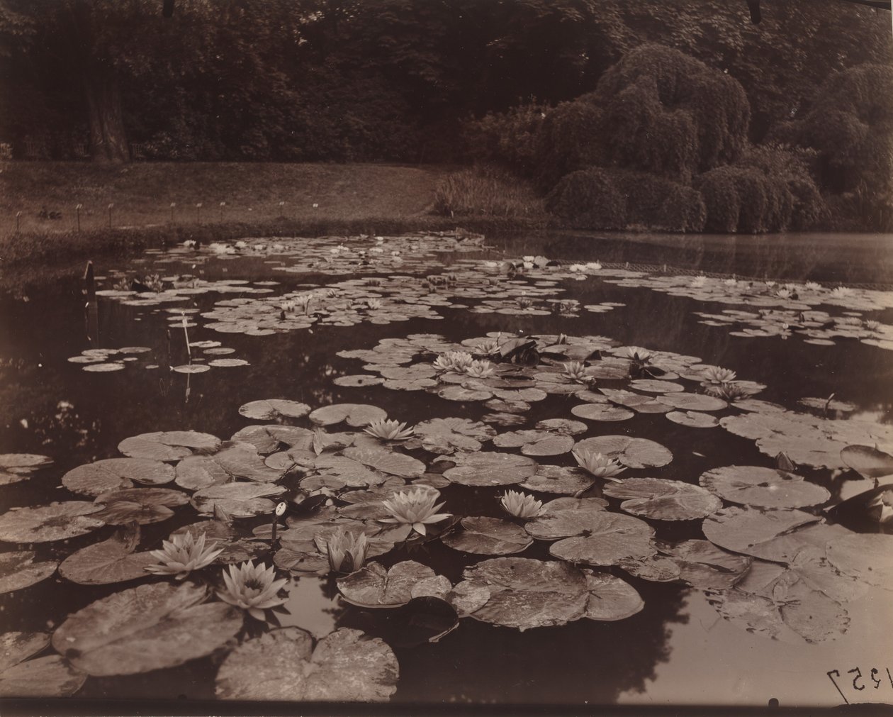 Nympheas (Bagatelle),1925 (foto) door Eugène Atget