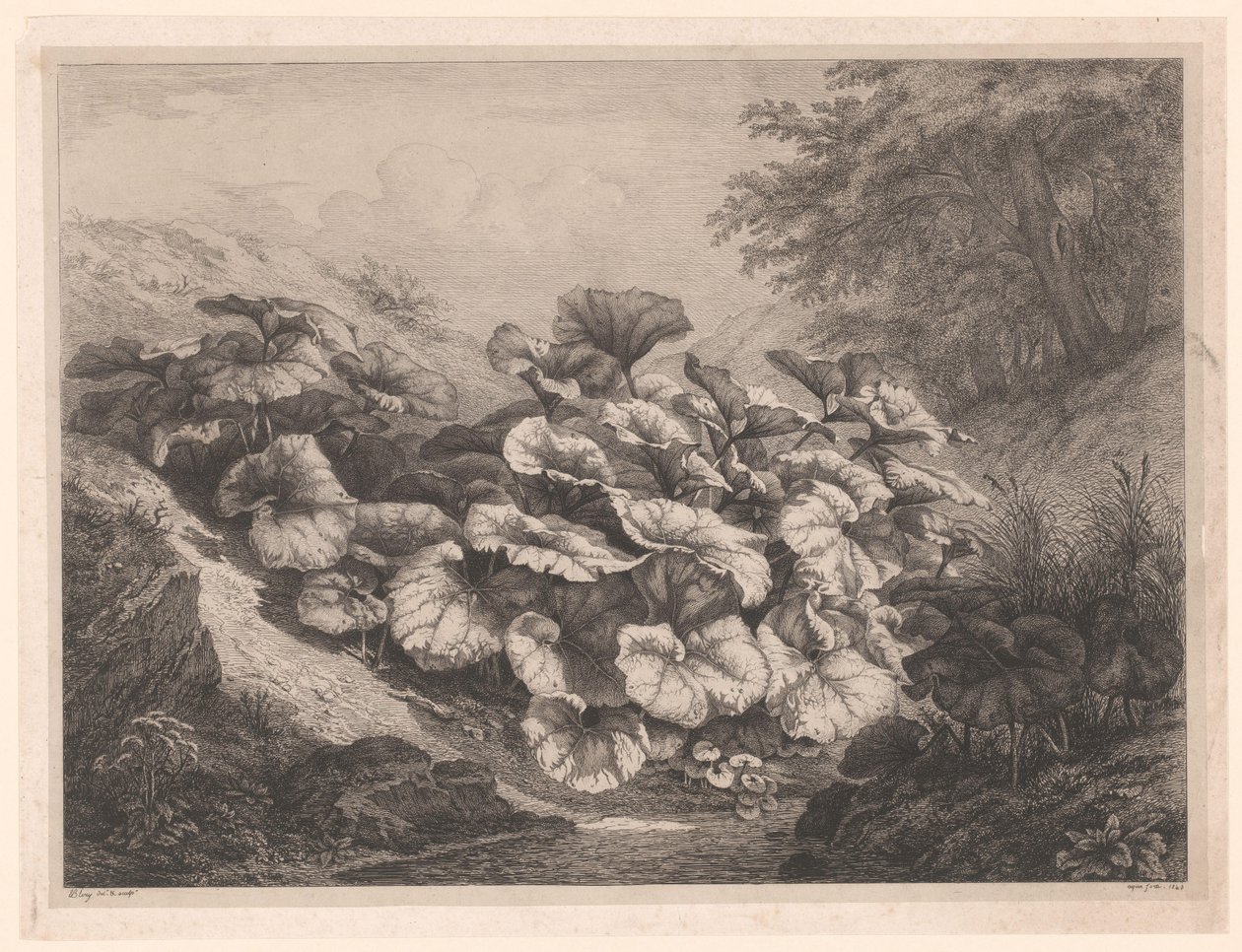 Groot hoefblad door Eugene Bléry