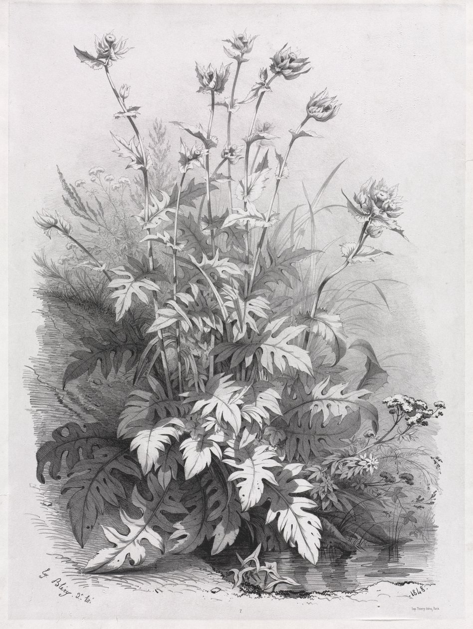 Groepen van verschillende planten getekend naar de natuur: Nr. 7 door Eugene Bléry