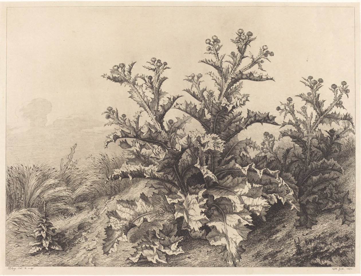 Grote Distel door Eugene Bléry