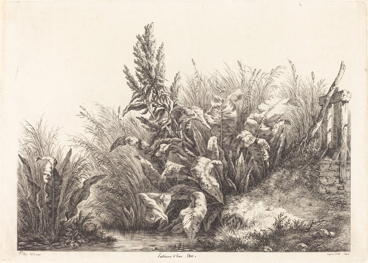 Geduld van water, studie van een patience-dock door Eugene Bléry
