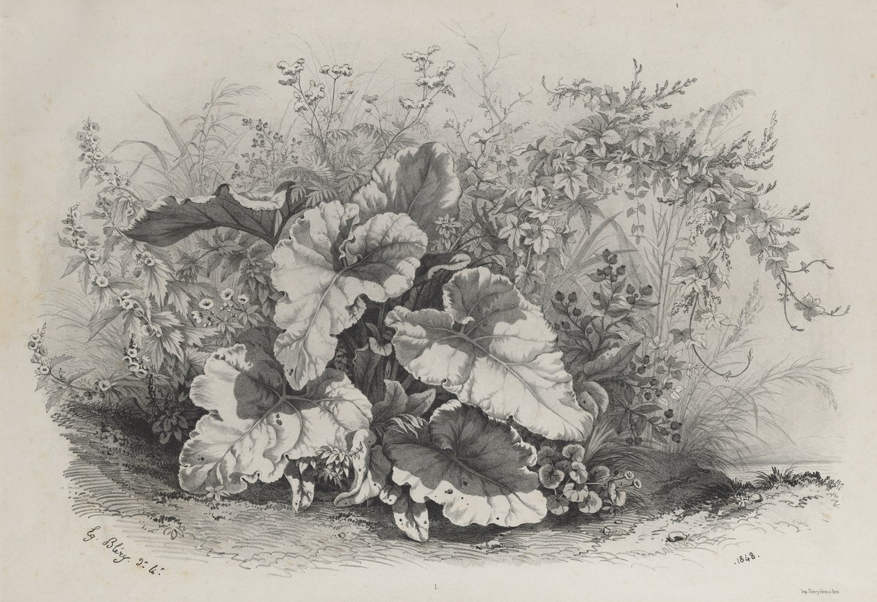 Plantstudie uit Groep van Diverse Planten Getekend en Gelithografeerd naar de Natuur (Groupes de Plantes variées dessinées sur Nature et lithographiées...) door Eugene Bléry