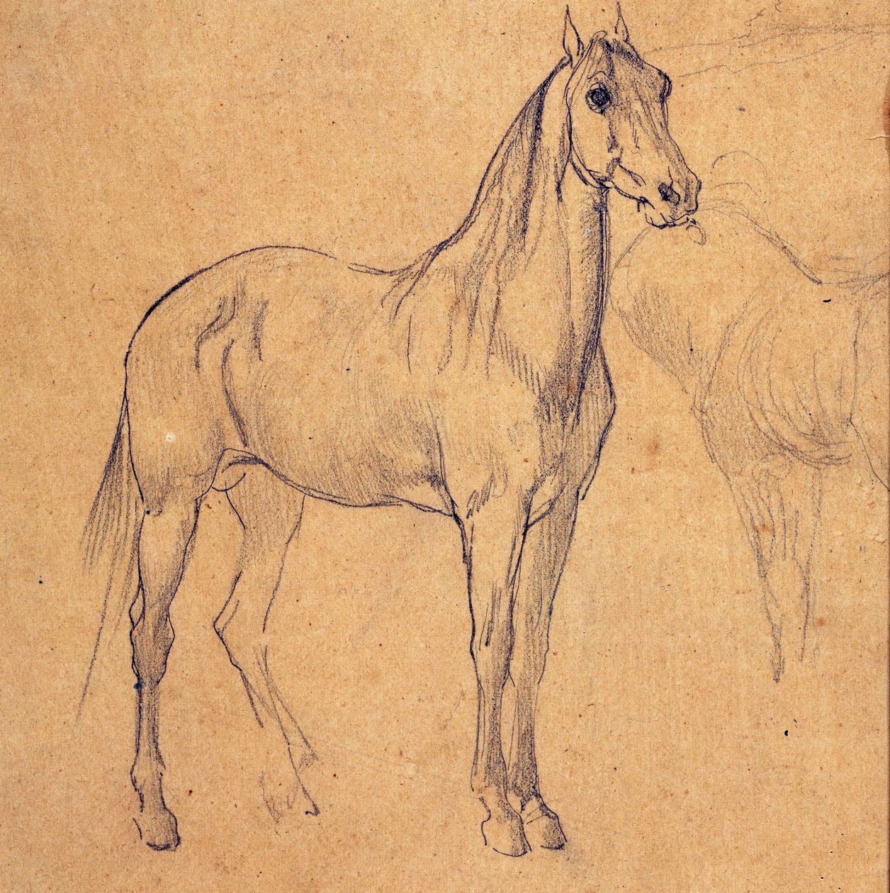 Studie van een paard door Eugène Fromentin