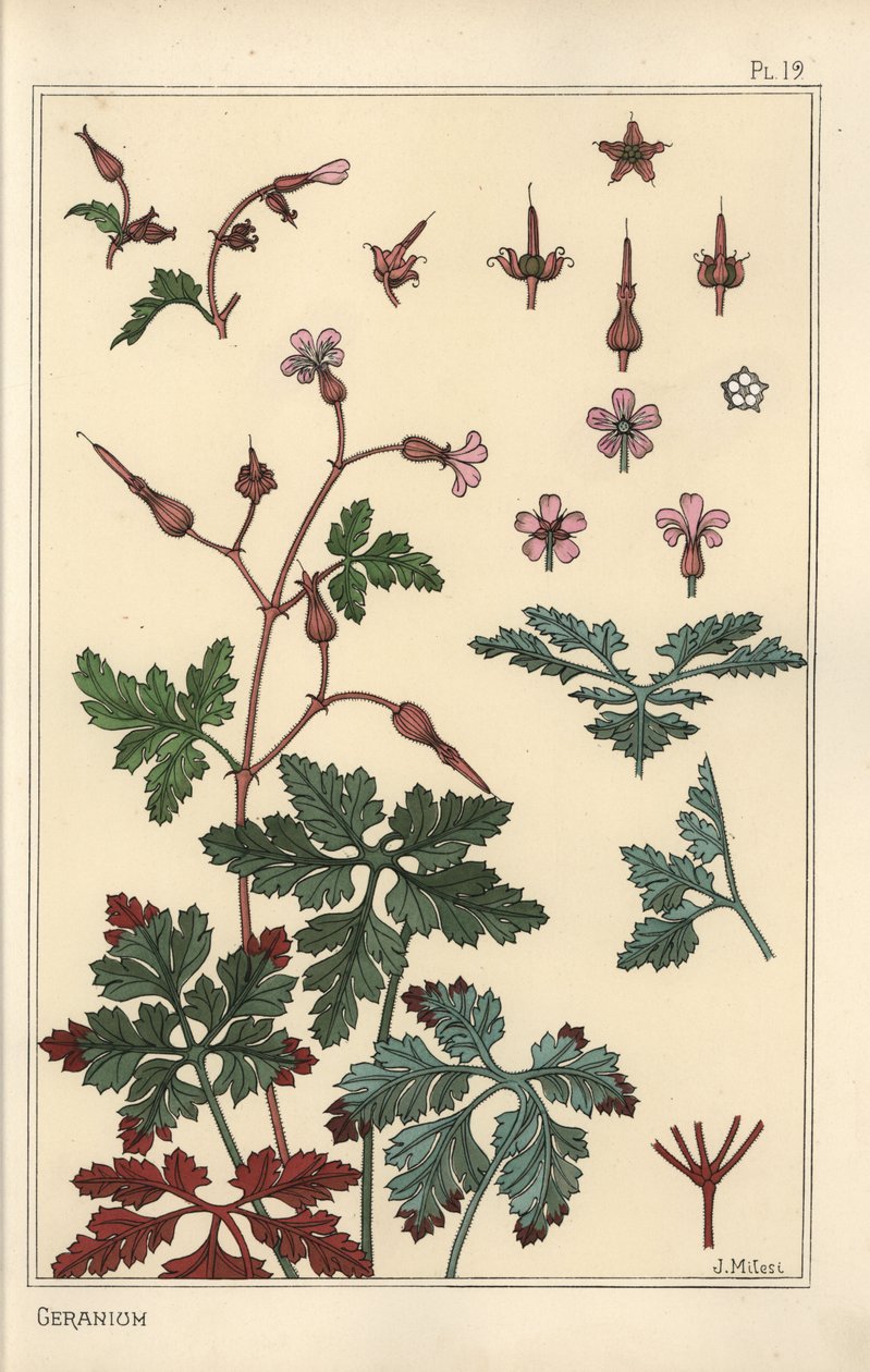 Botanische illustratie van een geraniumbloem, bloemblaadjes, bladeren door Eugene Grasset