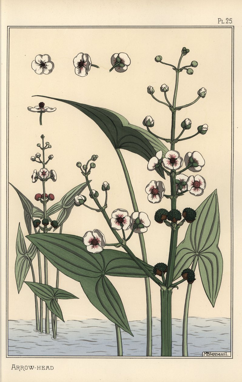 Botanische illustratie van de pijlkruid, Sagittaria sagittifolia door Eugene Grasset