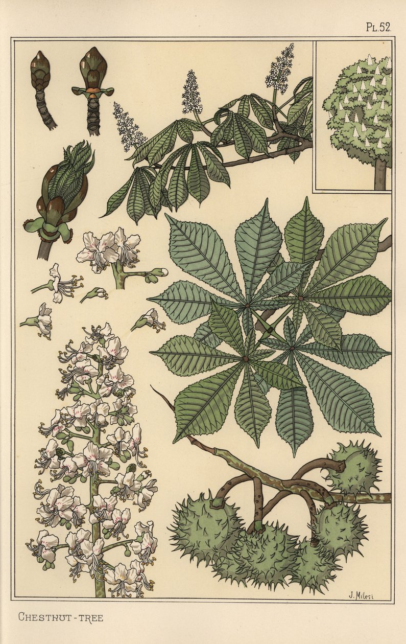 Kastanjeboom botanische studie door Eugene Grasset