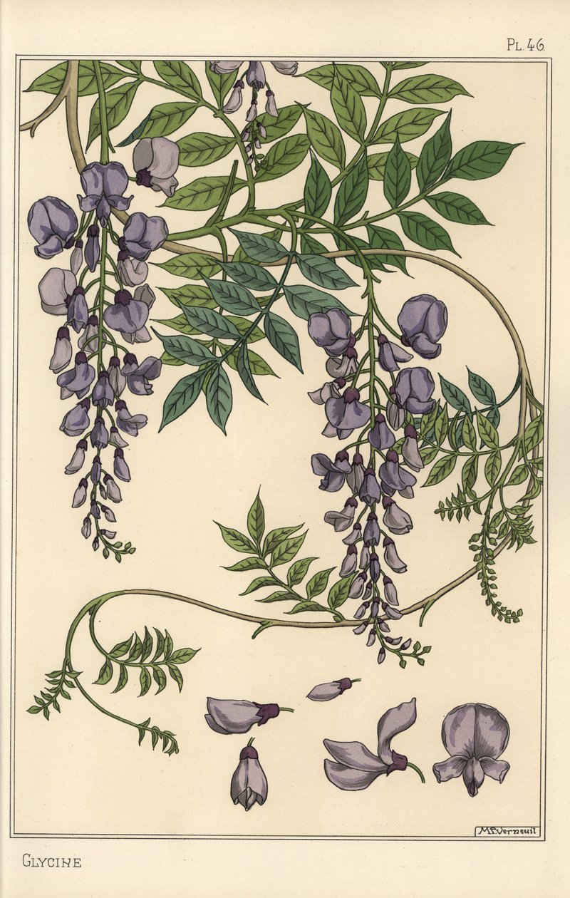 Glycine botanische studie door Eugene Grasset