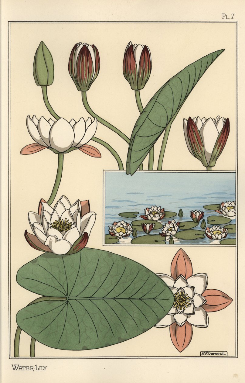 De waterlelie, Nelumbo lutea, en bloemonderdelen door Eugene Grasset