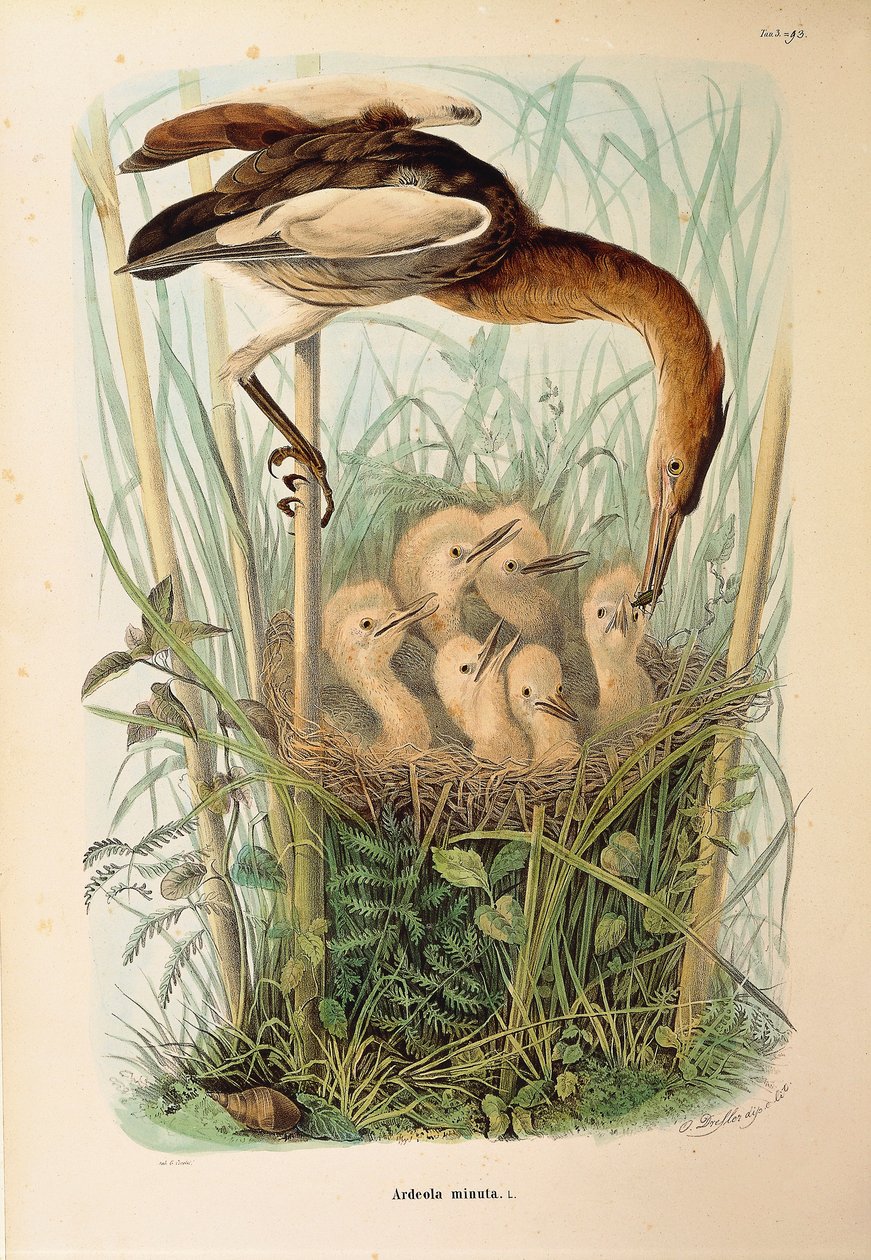 Illustratie uit Eugenio Bettoni