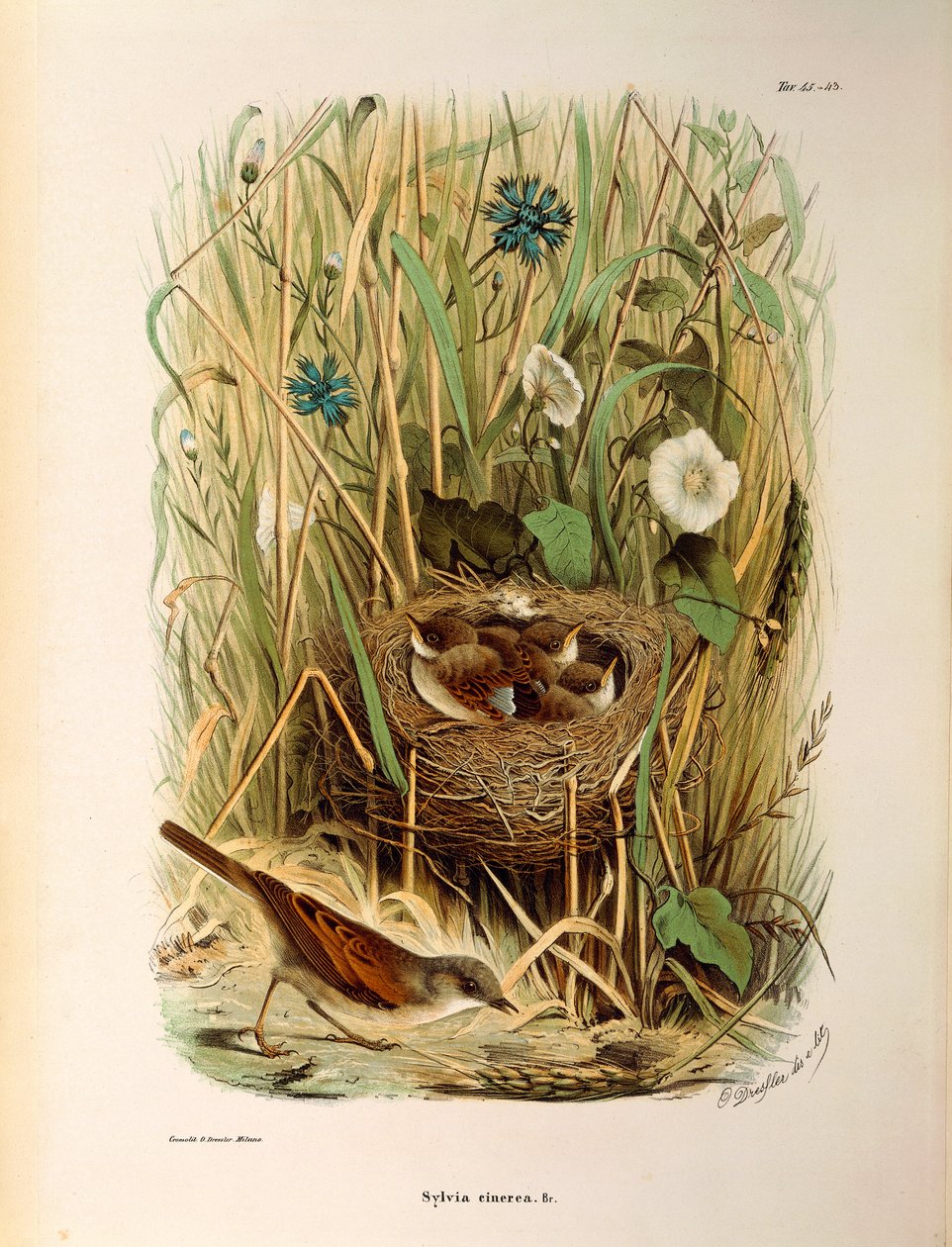 Illustratie uit Eugenio Bettoni