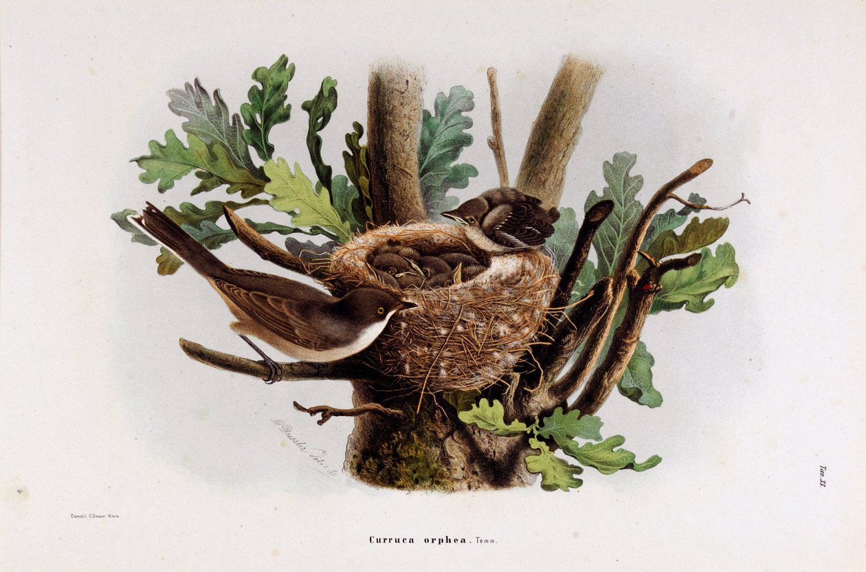 Afbeelding van de Falvette Curruca Orphea (Chromolithografie) door Eugenio and Dressler Oscar  Bettoni