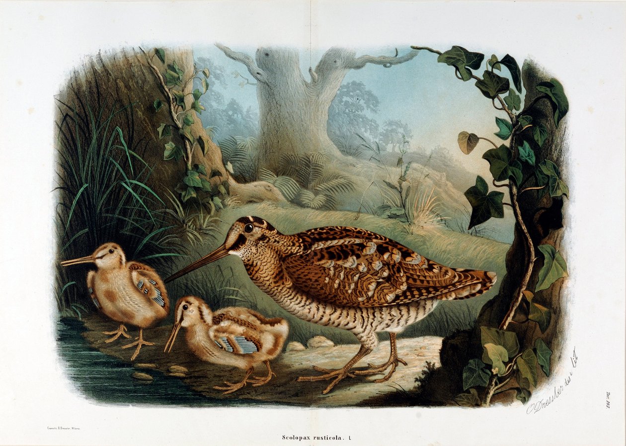 Afbeelding van de houtsnip (Scolopax rusticola) (Chromolithografie) door Eugenio and Dressler Oscar  Bettoni