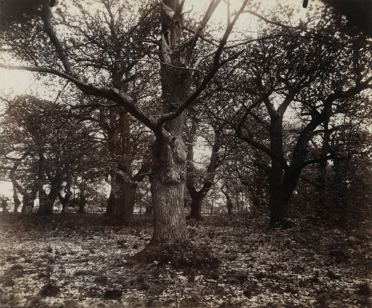 Kastanjebomen door Eugène Atget