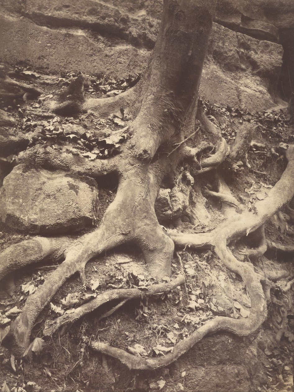 Boomwortels, Saint-Cloud door Eugène Atget