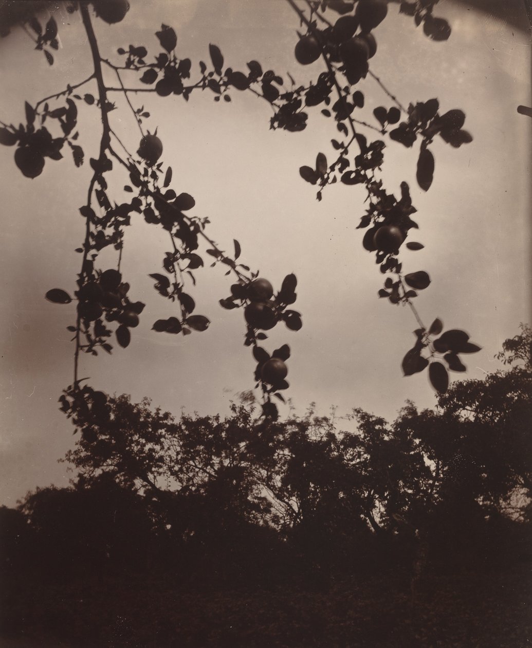 Appeltak door Eugène Atget