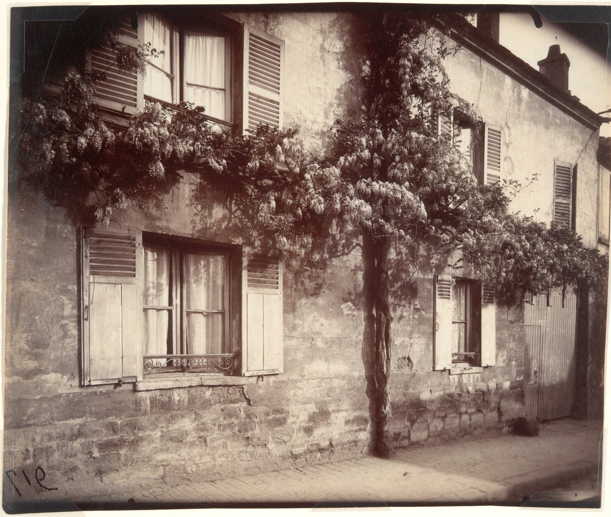 Glycine (Wisteria), Châtillon door Eugène Atget