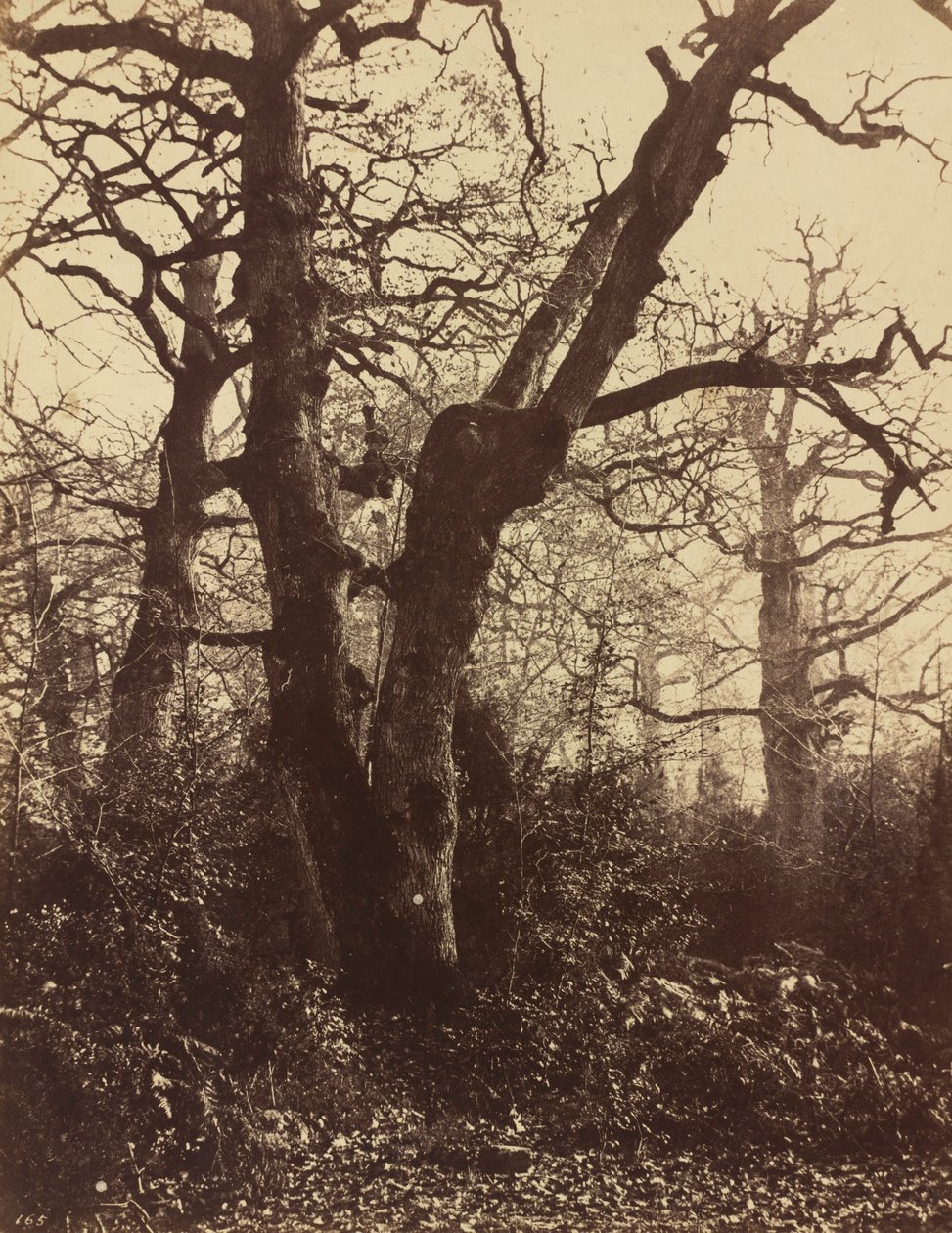 Boomstudie, Fontainebleau,1860 (foto) door Eugène Cuvelier