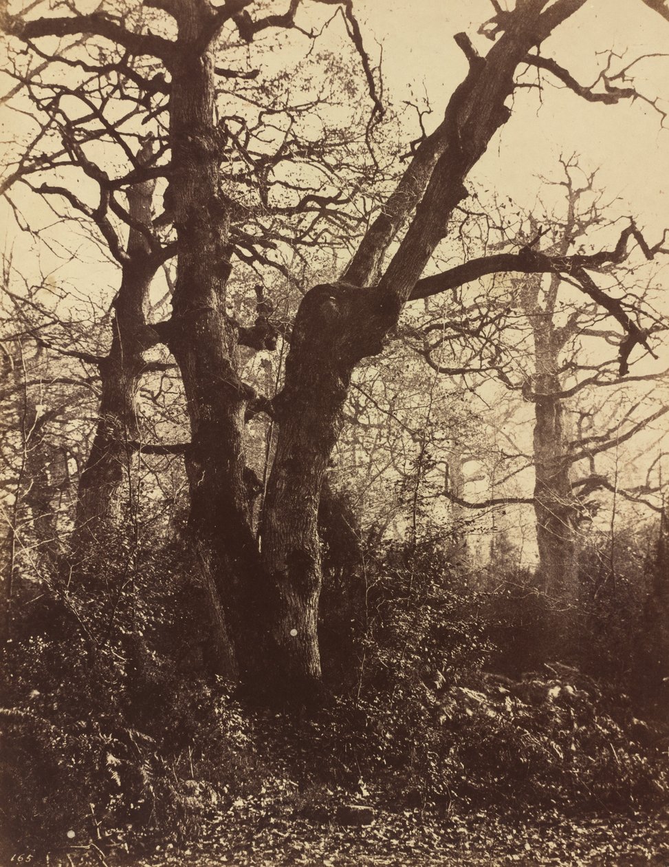 Boomstudie, Fontainebleau door Eugène Cuvelier