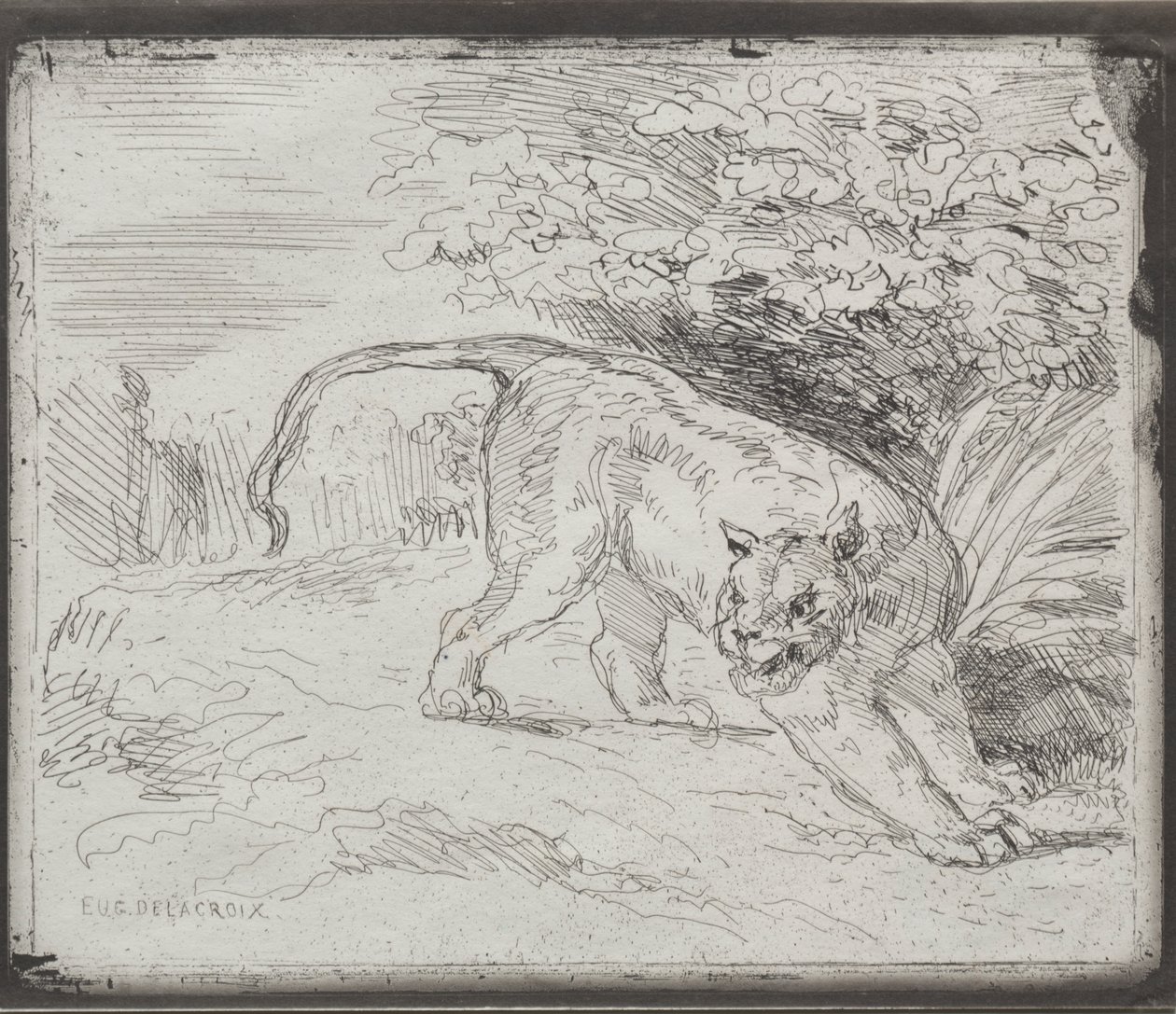 Een Gevangen Tijger door Eugène Delacroix