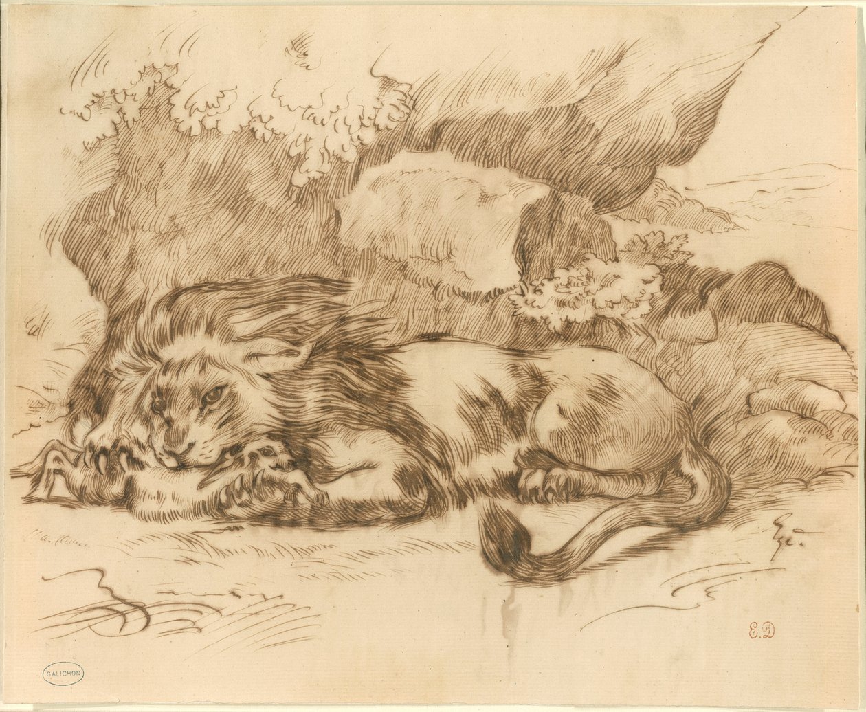 Leeuw die een Konijn Verslindt door Eugène Delacroix