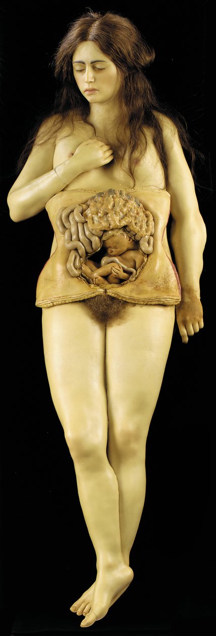 Anatomisch model van een ovariumzwangerschap door European School