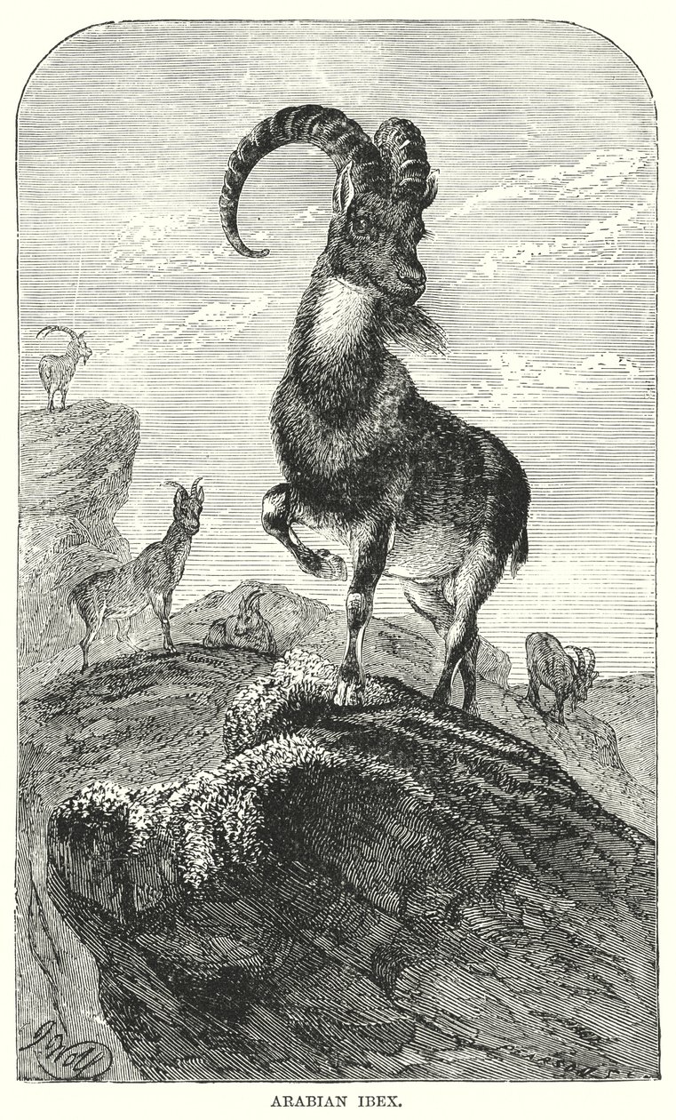 Arabische steenbok (gravure) door European School