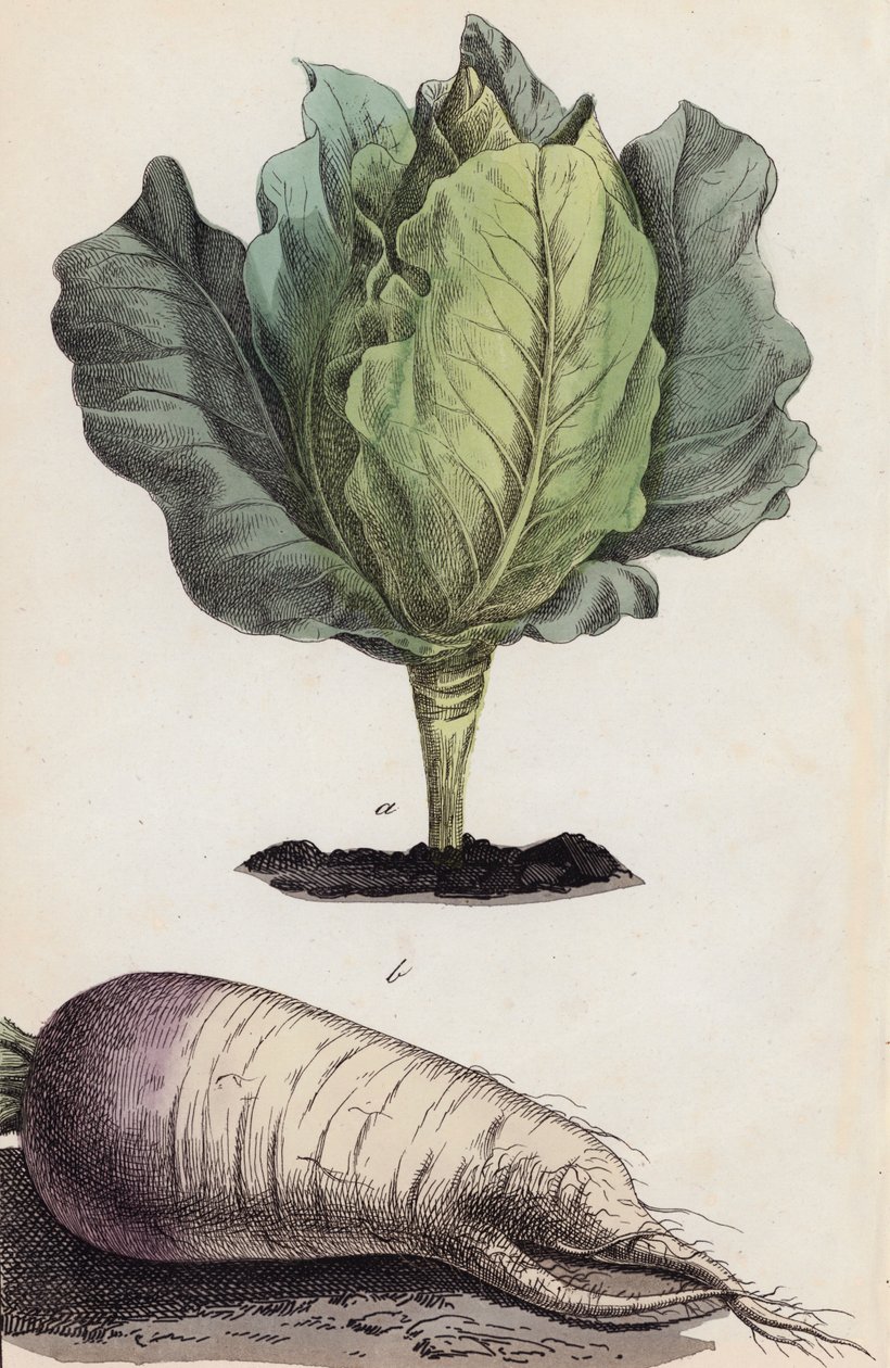 Kool en wortelgroenten (kleurenlitho) door European School