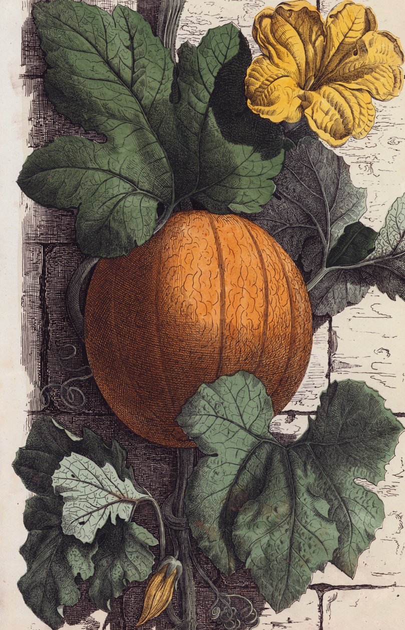 Pompoen (kleurenlitho) door European School
