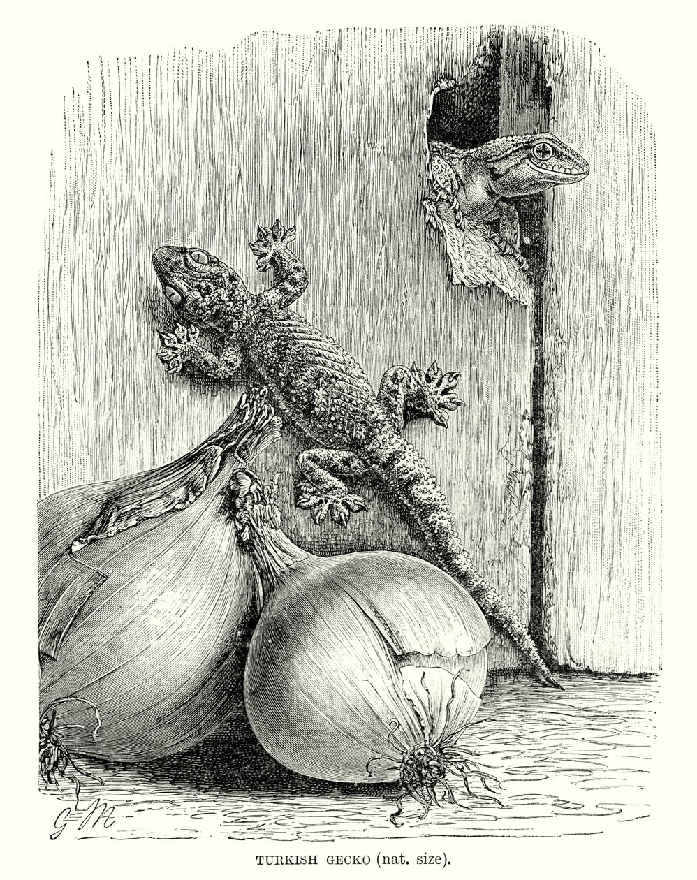 Turkse gekko (gravure) door European School