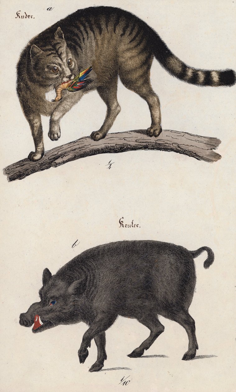 Wilde kat en zwijn (kleurenlitho) door European School