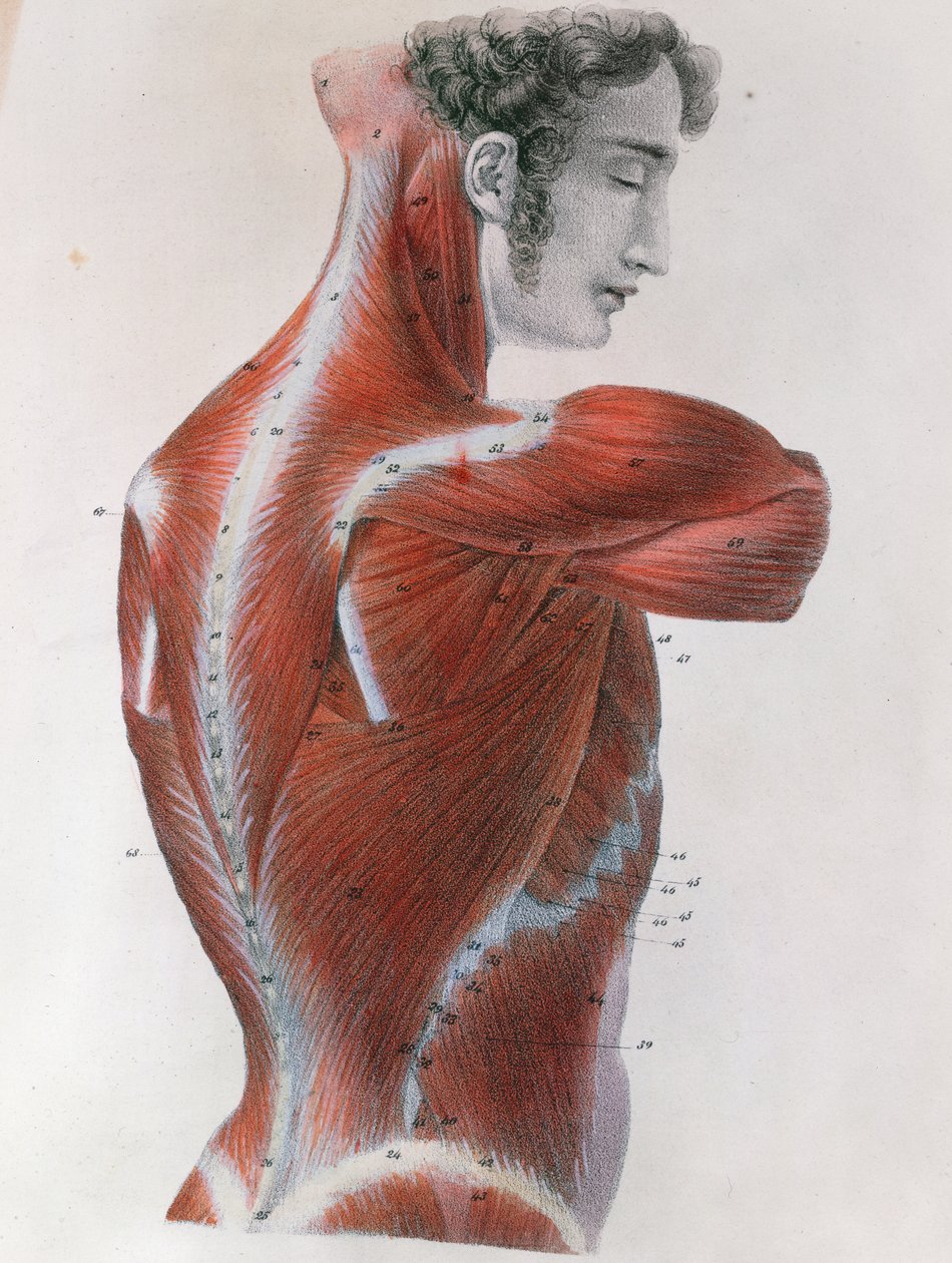 Gevild Torso, uit 