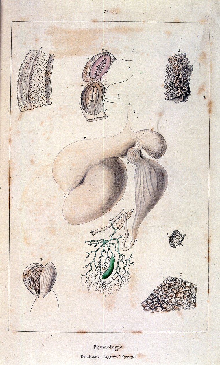 Anatomische illustratie door F. E. Guerin. Uit Dictionnaire pittoresque d
