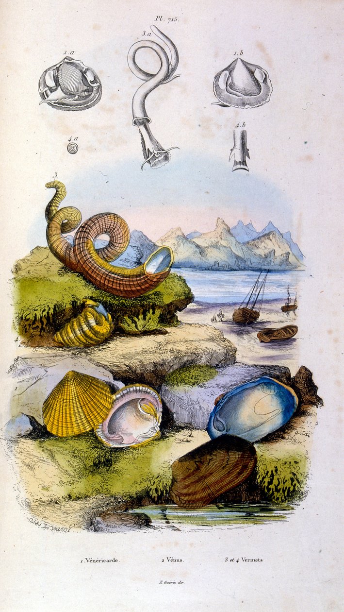 Botanische en zoölogische illustratie door F. E. Guerin. Uit Dictionnaire pittoresque d