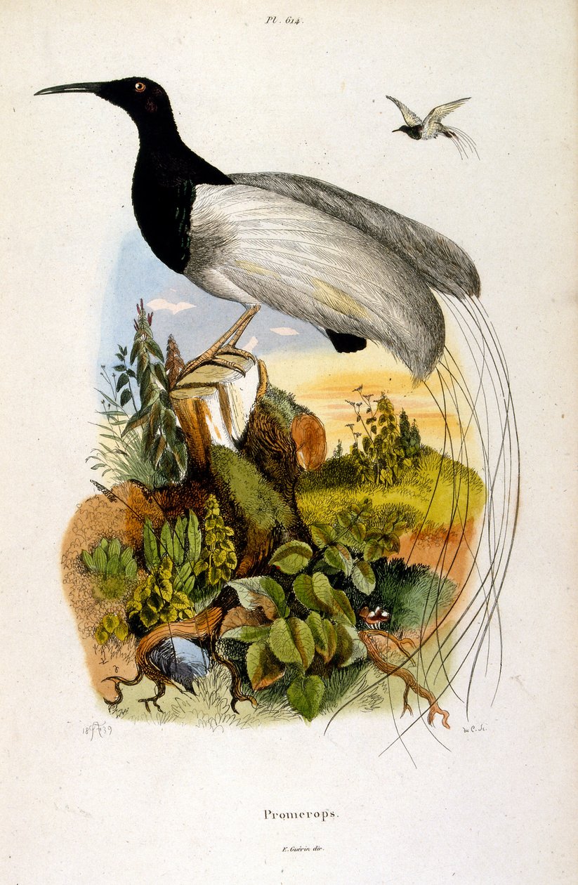 Botanische en zoölogische illustratie door F. E. Guerin. Uit Dictionnaire pittoresque d