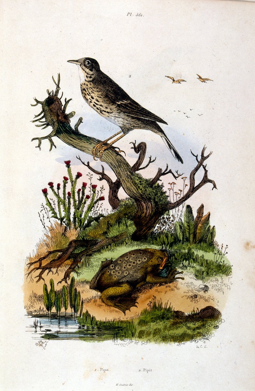 Botanische en zoölogische illustratie door F. E. Guerin. Uit Dictionnaire pittoresque d