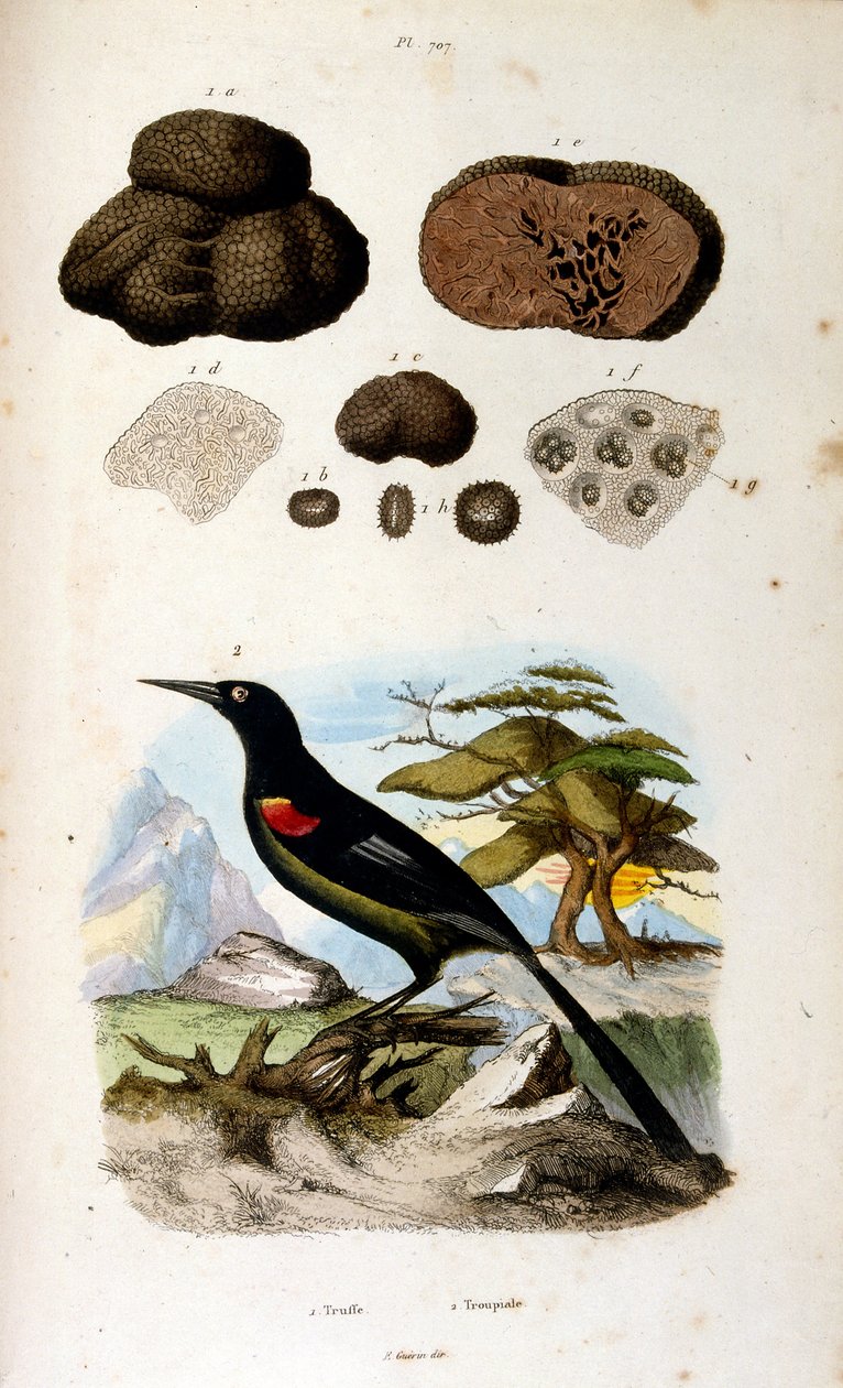 Botanische en zoölogische illustratie door F. E. Guerin. Uit Dictionnaire pittoresque d