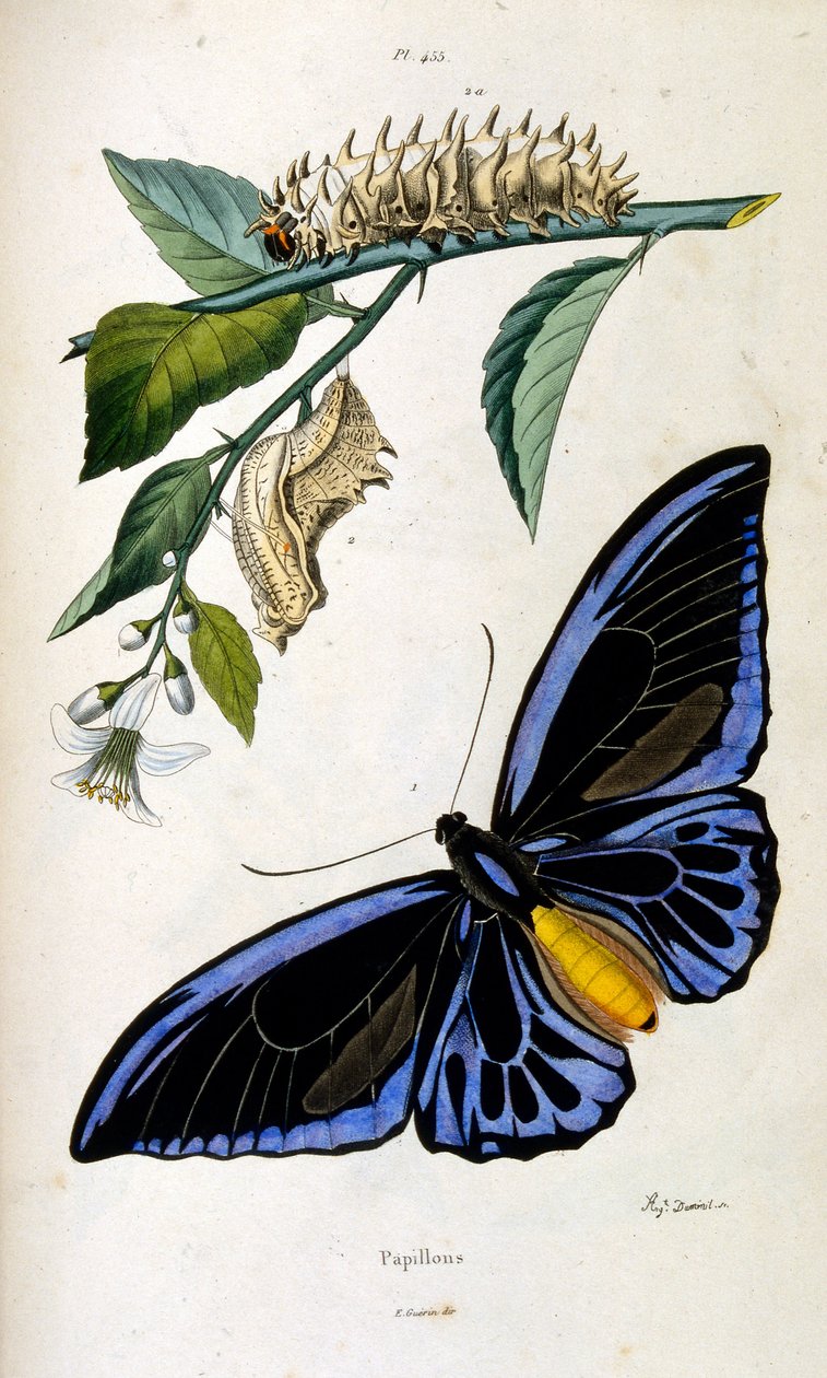 Botanische en zoölogische illustratie door F. E. Guerin. Uit Dictionnaire pittoresque d
