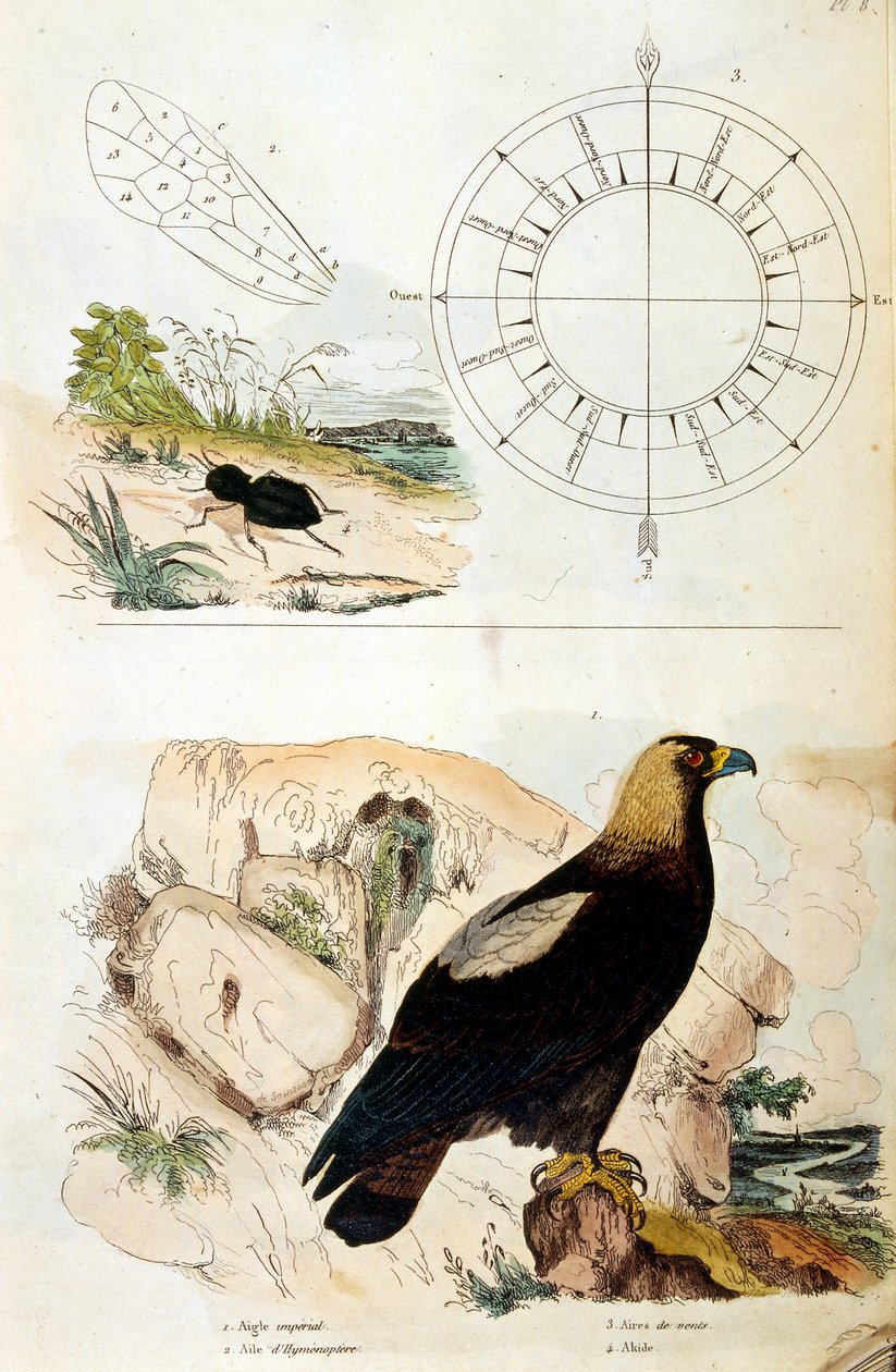 Botanische en zoölogische illustratie door F. E. Guerin. Uit Dictionnaire pittoresque d