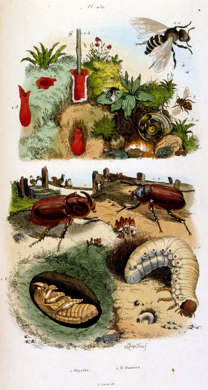 Botanische en zoölogische illustratie door F. E. Guerin. Uit Dictionnaire pittoresque d
