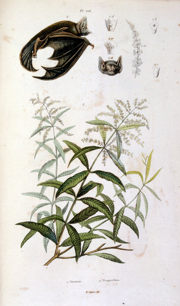 Botanische en zoölogische illustratie door F. E. Guerin. Uit Dictionnaire pittoresque d