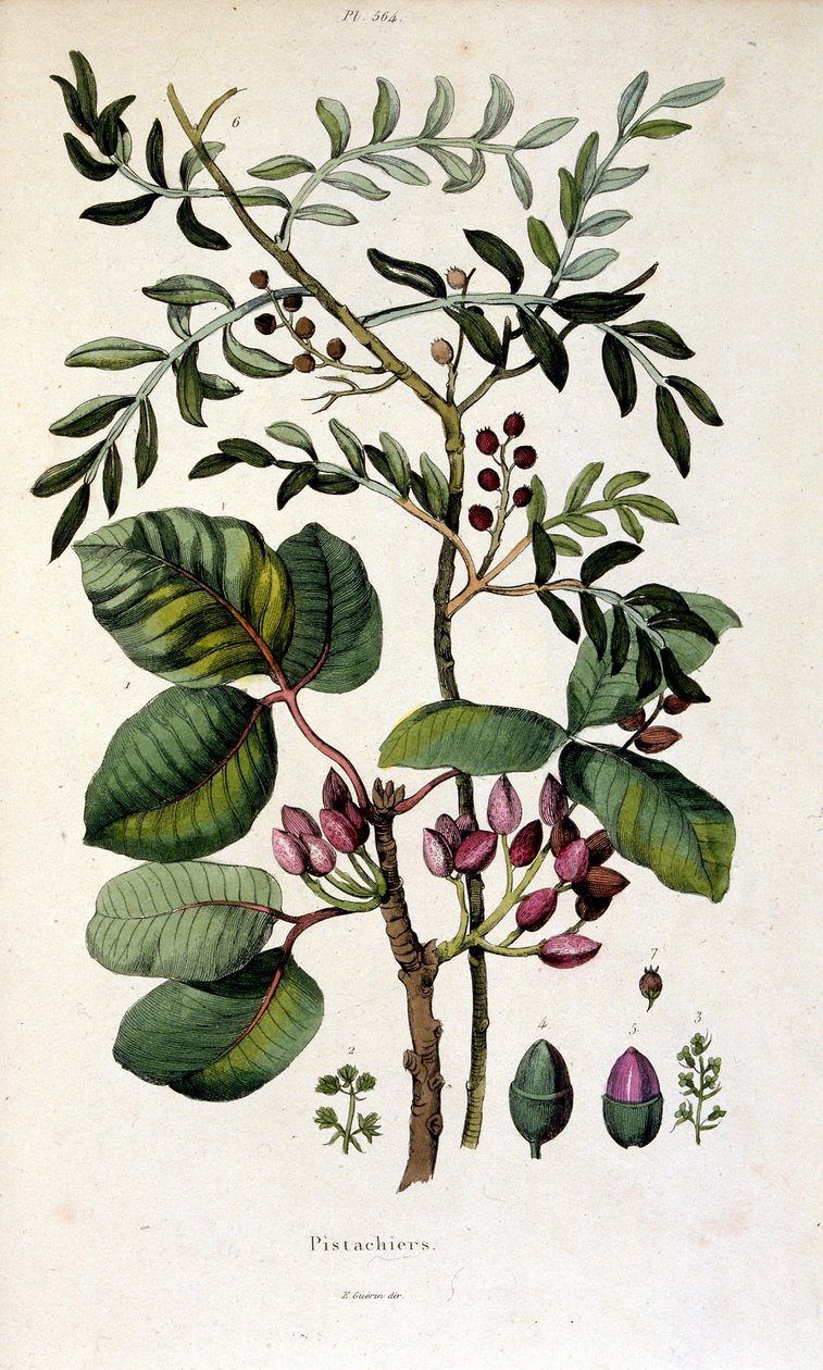 Botanische illustratie door F. E. Guerin. Uit Dictionnaire pittoresque d