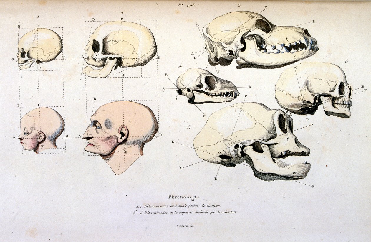 Frenologie (anatomisch), illustratie door F. E. Guerin. Uit Dictionnaire pittoresque d