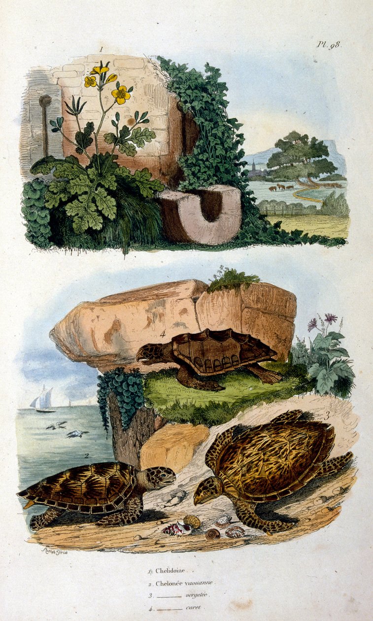 Schildpadden door Felix-Edouard Guerin