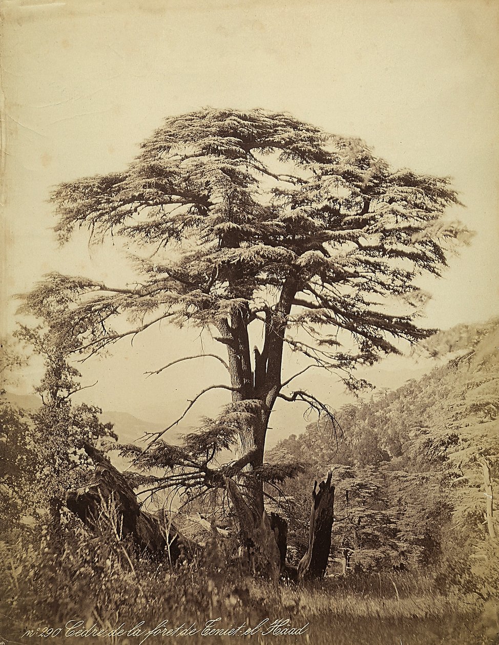 Grote cederboom in het Teniet el Haad-bos, Libanon door Félix Bonfils